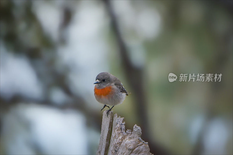 雌性绯红知更鸟(Petroica boodang)